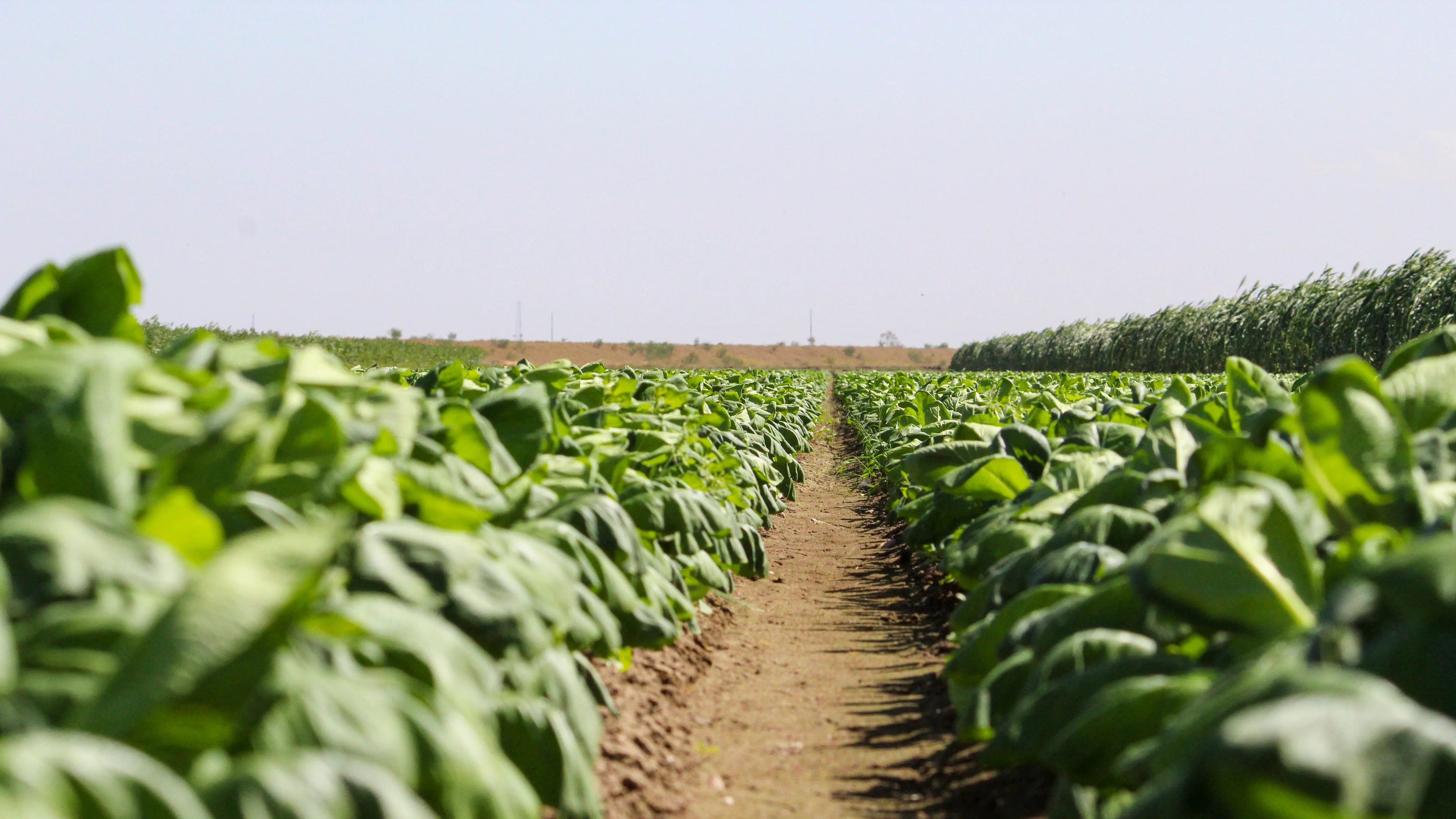 Salinas Spinach Trial Plot