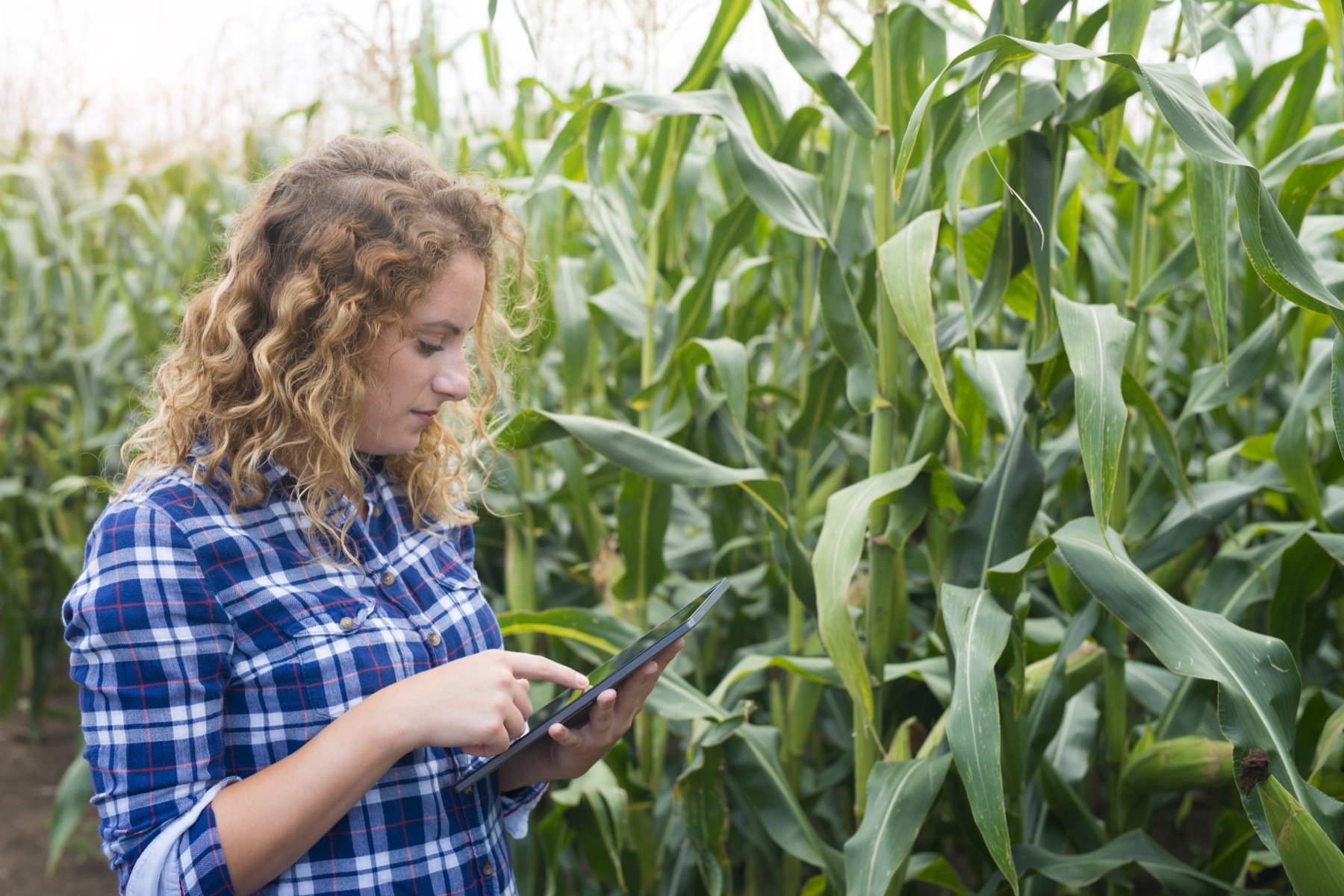 Agronomist reviewing seed trial data on a tablet in the field