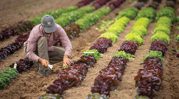 Mixed lettuce varieties in trial