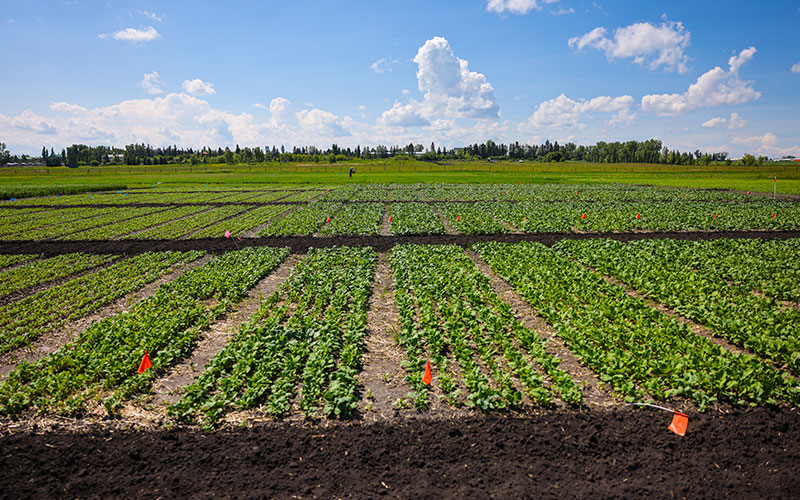 Seed trial plots viewed from above